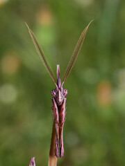 Empusa pennata, Conehead Mantis