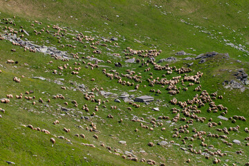 On the Transalpina, Romania
