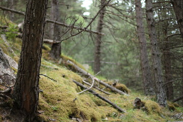 Forest
