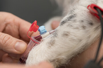 little sick jack russell terrier dog at the vet. Veterinarian prepares the dog for surgery and...