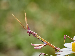 Empusa pennata, Conehead Mantis