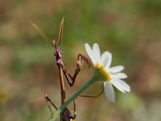 Empusa pennata, Conehead Mantis