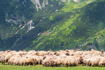 Flock of sheep