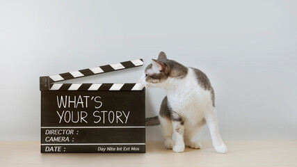 funny cats are looking film slate, Film industry, movie, and Storytelling concept - obrazy, fototapety, plakaty