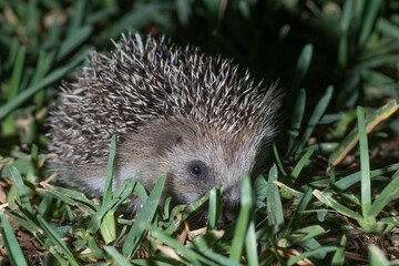 European hedgehog, erinaceus europaeus, at night on a garden lawn