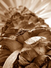 View of the palm tree from the bottom