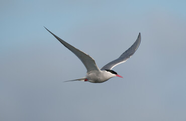 Arctic tern, Sterna paradisaea