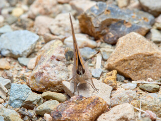 Small Copper , Lycaena phlaeas
