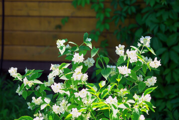 Fototapeta na wymiar flowers on jasmine branches in the garden