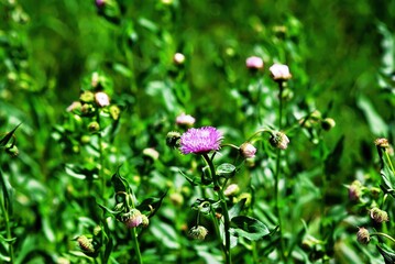 small aster flowers in the garden