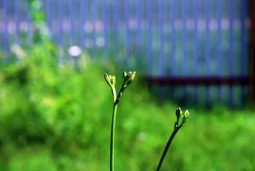 small unblown flowers in the garden