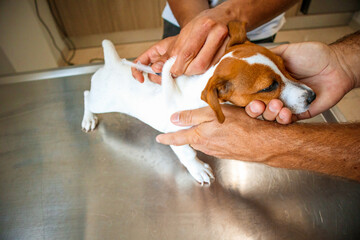 Jack Russell Terrier puppy gets vaccinated at the veterinary clinic. Hands of the doctor and the owner hug the dog. - obrazy, fototapety, plakaty