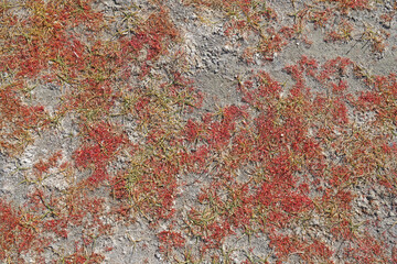 Nature scene of Dry lake and Salt on the lake ground surface - texture background at Leh Ladakh india