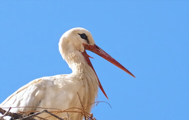 macro of a White stork in its nest with open lips and tongue
