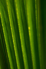 Macro bright palm leaves texture