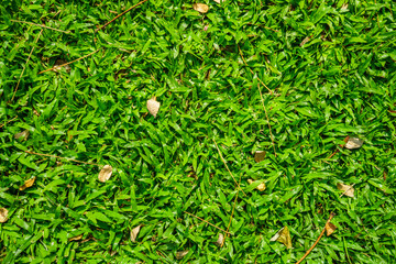 Axonopus compressus lawn. Its comman names are American carpet grass, broadleaf carpet grass,...