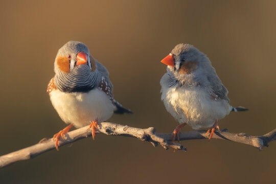 Close-up of Two wild zebra finches (Taeniopygia guttata) perched on a branch side by side looking at each other, Australia