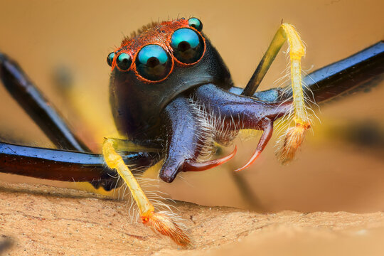 Close-up of a jumping spider on a leaf, Indonesia