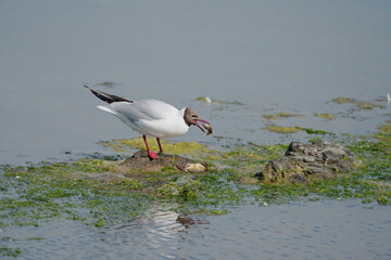 Obraz premium Black-headed gull, Chroicocephalus ridibundus