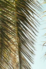 Fototapeta na wymiar Macro bright palm leaves texture