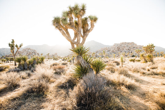 Lush Joshua trees in desert national park