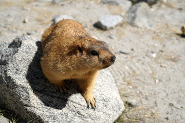 Animals scene of Marmots standing are large squirrels in the genus Marmota with Brown hair in the field near pangong lake at Leh Ladakh , India                       