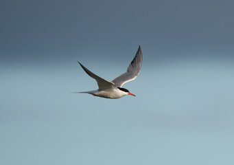 Common tern, Sterna hirundo