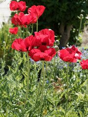 Papaver bracteatum | Iranian poppies or great scarlet poppies with large red flowers with black heart and black spots on every crumpled petal growing on long stems