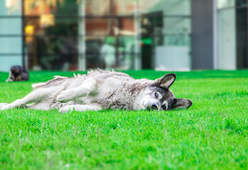 a big lovely dog, lying on the grass comfortably, enjoying the sun with laziness