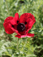 Ornamental border of papaver bracteatum or great scarlet poppy, glossy and crumpled red petals with black to dark brown heart