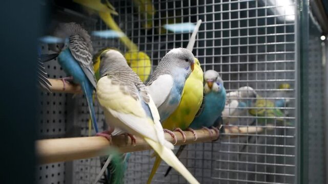 Close-up video shooting, many beautiful colorful budgerigars in a cage at a pet store or zoo.
