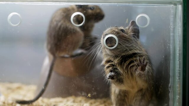 Close-up of a pair of degu rodents in a glass cage at a pet store or zoo. The animal is in captivity.