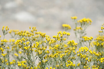 Yellow Grass Flowers field with Blurred mountain background at Leh Ladakh , India