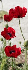 Papaver bracteatum | Iranian poppy or great scarlet poppy. Deep red hardy flowers with black heart and great black spot at base of petals on stalks stiff 