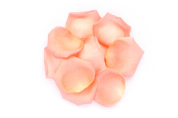 Group of sweet soft orange rose petal pile on white background. For concept of natural ingredient of perfume or cosmetic production