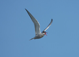 Obraz premium Common tern, Sterna hirundo