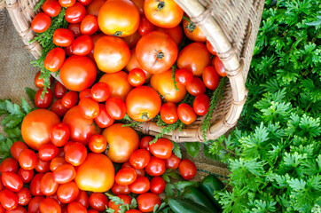 Raw red tomatoes in wooden basket after harvested  from the farm, ready for cooking or selling. For food raw material ingredient or agricultural product concept