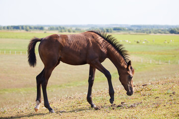 Obraz premium brown young horse or colt grazing on the field