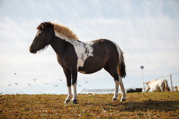 Fototapeta na wymiar beautiful horse grazing at a horse farm