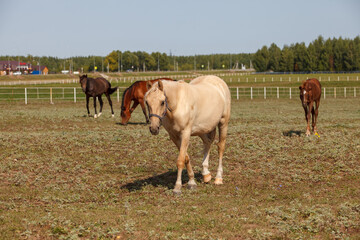 Obraz premium beautiful horse grazing at a horse farm