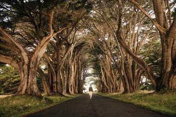 Traveler on majestic road in tunnel of cypress trees