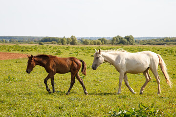 mother horse with foal grazing in the pasture at a horse farm