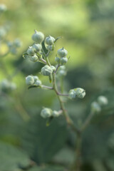 close up of a blackberry