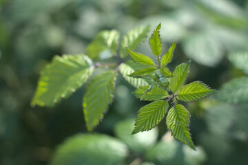 blackberry leaves