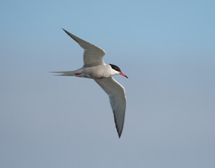Fototapeta na wymiar Common tern, Sterna hirundo