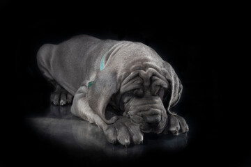 Fototapeta na wymiar Great Dane purebred puppy on a black background