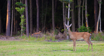Whitetail deer near a forest