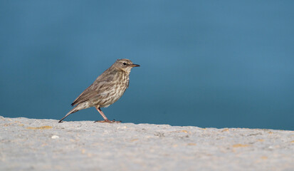 Rock pipit, Anthus petrosus
