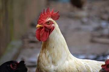 rooster in the farm