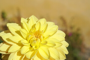 Close up Single Yellow Dahlia flowers is a genus of bushy, tuberous, herbaceous perennial plants at Leh Ladakh Jammu and Kashmir , India     